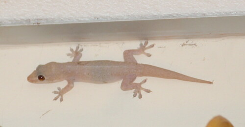 In den Hotels auf Galapagos sind Geckos gern gesehene Zimmergenossen.

Aufnameort: Sta. Cruz, Galapagos, Ecuador, 26.02.2012
Kamera: Canon EOS 600D, 1/6; 5,6; 200,0mm; ISO 400