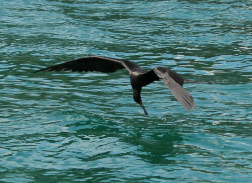 Zwar sind Fregattvögel darauf spezialisiert, anderen Meeresvögeln die Beute abzujagen; sie können mit ihrem Hakenschnabel aber durchaus kleinere Fische an der Wasseroberfläche schnappen. Dieser hat allerdings sein Ziel verfehlt.

Aufnameort: Sta. Cruz, Galapagos, Ecuador, 26.12.2012
Kamera: Canon EOS 600D 1/800; 5,0; 55,0mm; ISO 100