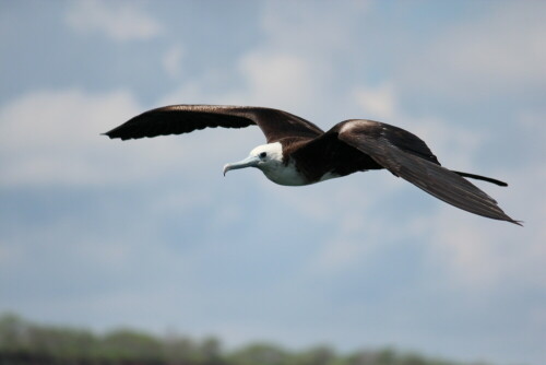 jugendlicher-fregattvogel-9304.jpeg