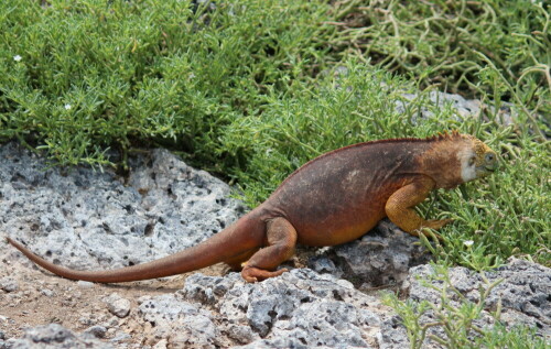 Er hat einen reich gedeckten Tisch vor sich - die Sesuvien, die jetzt in der Regenzeit ergrünen.

Aufnameort: Plaza Sur, Sta. Cruz, Galapagos, Ecuador, 26.02.2012
Kamera: Canon EOS 600D 1/500; 5,0; 100,0mm; ISO 100