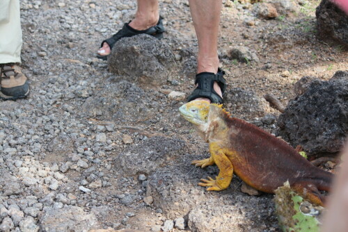 Dieser Leguan hält sich keineswegs an die 2m Abstand - Regel.

Aufnameort: Plaza Sur, Sta. Cruz, Galapagos, Ecuador, 26.02.2012
Kamera: Canon EOS 600D, 1/200; 4,0; 55,0mm; ISO 100