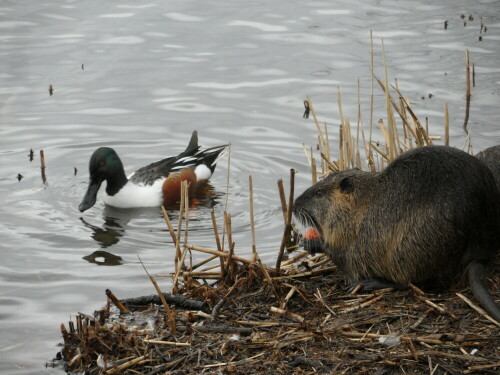 loffelente-und-nutria-6934.jpeg