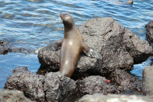 Sie oder er übt schon fürs Seelöwen-Parlament.

Aufnameort: Plaza Sur, Sta. Cruz, Galapagos, Ecuador, 26.02.2012
Kamera: Canon EOS 600D, 1/250; 5,0; 146,0mm; Iso 125