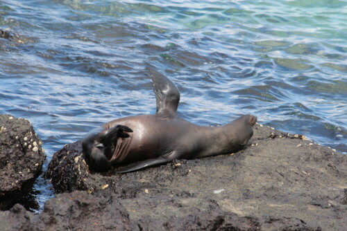 Vielleicht genießt sie/er aber auch nur das Dasein; Seelöwen wirken oft sehr genießerisch und spielerisch.

Aufnameort: Plaza Sur, Sta.Cruz, Galapagos, Ecuador, 26.02.2012
Kamera: Canon EOS 600D, 1/200; 14,0; 250,0mm; Iso 400