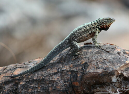 Diese Lavaechse auf Plaza Sur zeigt mir deutlich, dass ich mit einem Angriff rechnen muss, wenn ich mich weiter annähere.

Aufnameort: Plaza Sur, Sta. Cruz, Galapagos, Ecuador, 26.02.2012
Kamera: Canon EOS 600D 1/320; 5,6; 170,0mm; ISO 100