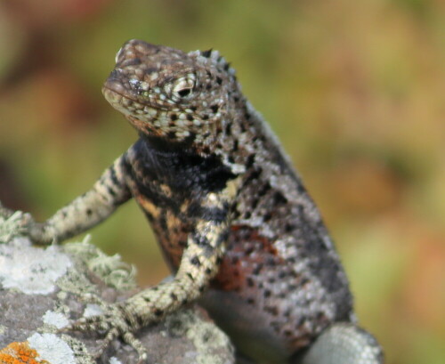 

Aufnameort: Plaza Sur, Sta. Cruz, Galapagos, Ecuador, 26.02.2012
Kamera: Canon EOS 600D 1/400; 6,3; 232,0mm; ISO 100