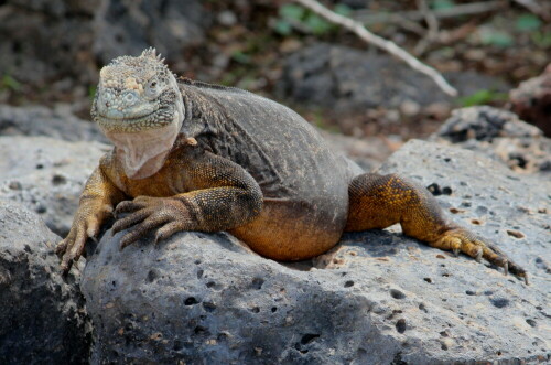 

Aufnameort: Plaza Sur, Sta. Cruz, Galapagos, Ecuador, 26.02.2012
Kamera: Canon EOS 600D, 1/200; 10,0; 194,0,0mm; ISO 400