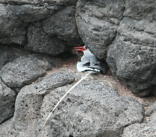 tropikvogel-am-nistplatz-9313.jpeg