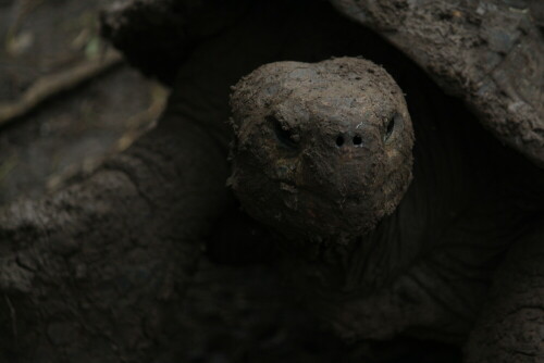 Man hat das Gefühl, in ein anderes Erdzeitalter zu blicken; ich empfinde Ehrfurcht beim Blick in dieses Gesicht.

Aufnameort: Floreana, Galapagos, Ecuador, 27.02.2012
Kamera: Canon EOS 600D, 1/60; 5,0; 135,0mm; ISO 400