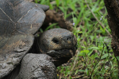 Als unsere Gruppe vorbeikam, blickte sie kurz auf, widmete sich dann wieder der Nahrungsaufnahme.

Aufnameort: Floreana, Galapagos, Ecuador, 27.02.2012
Kamera: Canon EOS 600D, 1/60; 5,6; 250,0mm; ISO 400