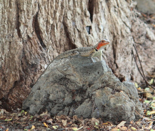 Im Vergleich zur Lavaechse auf San Cristobal sieht man die andere Farbverteilung.

Aufnameort: Floreana, Galapagos, Ecuador, 27.02.2012
Kamera: Canon EOS 600D, 1/125; 5,6; 146,0mm; ISO 400