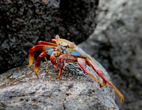 Diese farbenprächtigen, sehr variablen Krabben bevölkern oft in unvorstellbarer Anzahl die Klippen am Meer.

Aufnameort: Floreana, Galapagos, Ecuador, 27.02.2012
Kamera: Canon EOS 600D 1/200; 7,1; 100,0mm; ISO 400