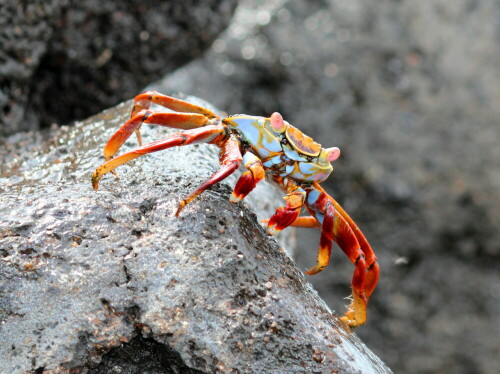 

Aufnameort: Floreana, Galapagos, Ecuador, 27.02.2012
Kamera: Canon EOS 600D 1/200; 6,3; 100,0mm; ISO 400