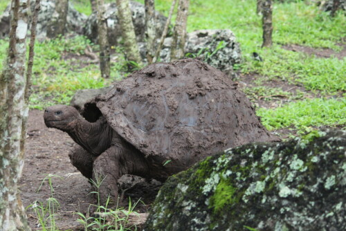 schildkrote-nach-schlammbad-9318.jpeg