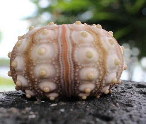 Man darf nichts mitnehmen. Ich habe mich daran gehalten, auch wenn es schwer fiel. Aber wenigstens ein Bild von diesem Seeigelskelett wollte ich haben.

Aufnameort: Floreana, Galapagos, Ecuador, 28.02.2012
Kamera: Canon EOS 600D 1/200; 9,0; 29,0mm; ISO 400