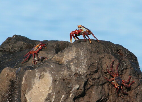 Damit das klar ist - ganz oben stehe ich!

Aufnameort: Floreana, Galapagos, Ecuador, 28.02.2012
Kamera: Canon EOS 600D 1/400; 7,1; 250,0mm; ISO 100