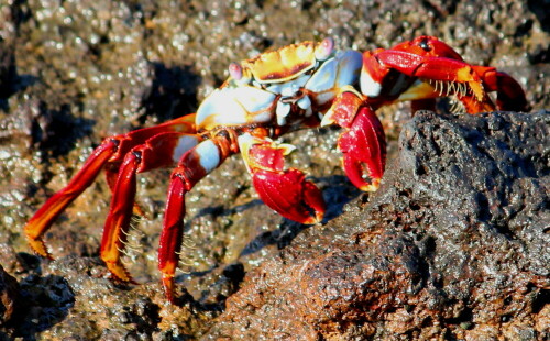 

Aufnameort: Floreana, Galapagos, Ecuador, 28.02.2012
Kamera: Canon EOS 600D 1/320; 5,6; 250,0mm; ISO 500