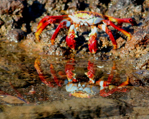 

Aufnameort: Floreana, Galapagos, Ecuador, 28.02.2012
Kamera: Canon EOS 600D 1/320; 6,3; 250,0mm; ISO 500