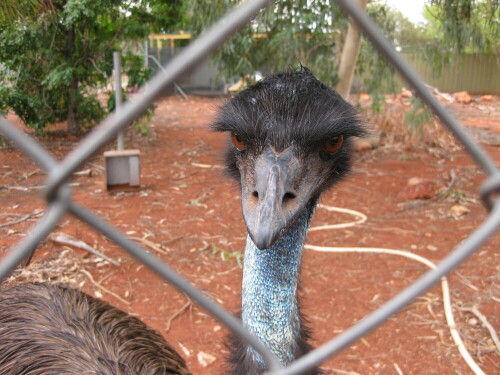 Dromaius novaehollandiae

Aufnameort: bei Alice Springs, Australien
