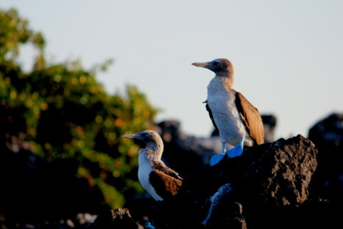 Die Abendsonne lässt das Blau der Füße noch intensiver erscheinen

Aufnameort: Isabela, Galapagos, Ecuador, 29.02.2012
Kamera: Canon EOS 600D 1/320; 7,1; 250,0mm; ISO 250