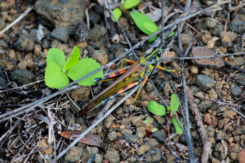 heuschrecke-auf-isabela-galapagos-9329.jpeg