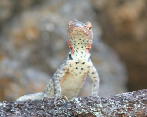 Lavaechse auf Isabela

Aufnameort: Isabela, Galapagos, Ecuador, 29.02.2012
Kamera: Canon EOS 600D, 1/60; 5,6; 194,0mm; ISO 400