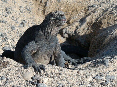 

Aufnameort: Isabela, Galapagos, Ecuador, 29.02.2012
Kamera: Canon EOS 600D 1/320; 9,0; 90,0mm; ISO 100