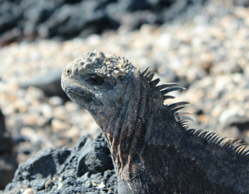 Ein wenig sehen sie aus wie Urweltdrachen mit ihrem Rückenkamm

Aufnameort: Isabela, Galapagos, Ecuador, 29.02.2012
Kamera: Canon EOS 600D, 1/250; 5,6; 55,0mm; ISO 100