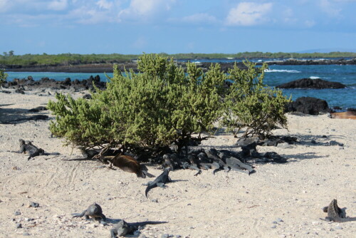 Auch Reptilien suchen Abkühlung, wenn es zu heiß ist, das Gedränge unter dem schattenspendenden Busch zeigt dies deutlich.

Aufnameort: Isabela, Galapagos, Ecuador, 29.02.2012
Kamera: Canon EOS 600D 1/250; 4,0; 55,0mm; ISO 100