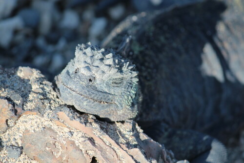 Unter dem Schattenbusch war kein Platz mehr frei, so gönnte sich diese Meerechse ein Nickerchen mit einem Stein als Kopfkissen.

Aufnameort: Isabela, Galapagos, Ecuador, 29.02.2012
Kamera: Canon EOS 600D 1/400; 7,1; 171,0mm; ISO 100