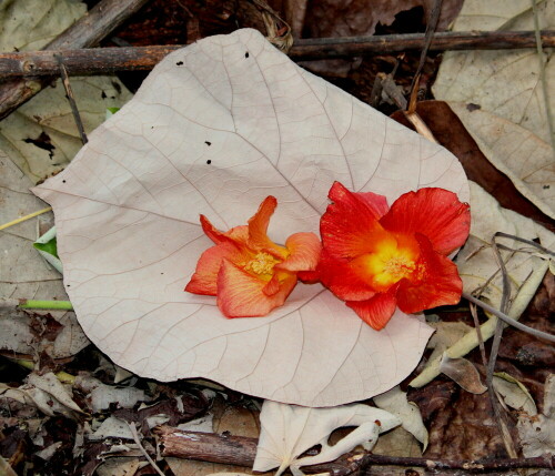 Die Blüten der Tunnelbäume auf Isabela sind auch nach dem Verblühen noch schön.

Aufnameort: Isabela, Galapagos, Ecuador, 29.02.2012
Kamera: Canon EOS 600D, 1/60; 5,0; 55,0mm; ISO 400