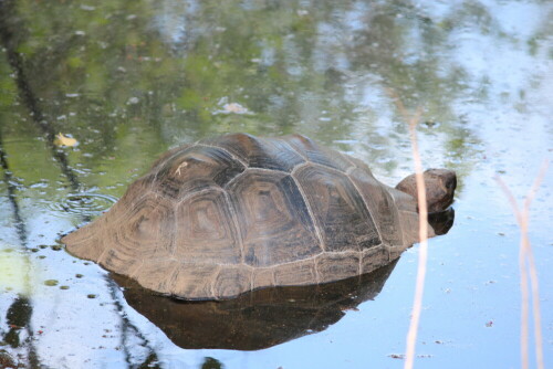 Galapagos Schildkröte bei einer ihrer Lieblingsbeschäftigungen.

Aufnameort: Isabela, Galapagos, Ecuador, 29.02.2012
Kamera: Canon EOS 600D, 1/125; 5,6; 171,0mm; ISO 400