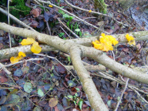 Ein gelblicher Pilz oft an am Boden liegenden Ästen, Zweigen oder anderem Totholz
http://de.wikipedia.org/wiki/Goldgelber_Zitterling

Aufnameort: Eiershausen Schwarzbachtal
Kamera: Medion digitaler Full-HD-Camcorder mit Touchscreen