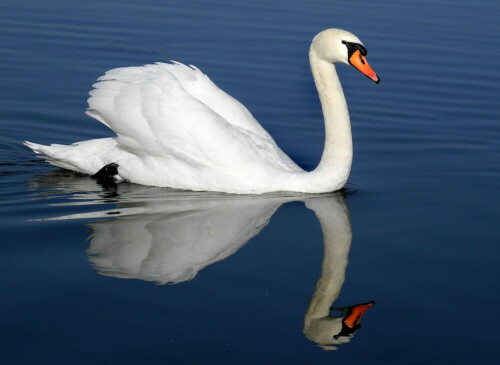 Sich spiegelnder, schwimmender Höckerschwan.

Aufnameort: Weidenbach (Mittelfranken)
Kamera: Nikon D600