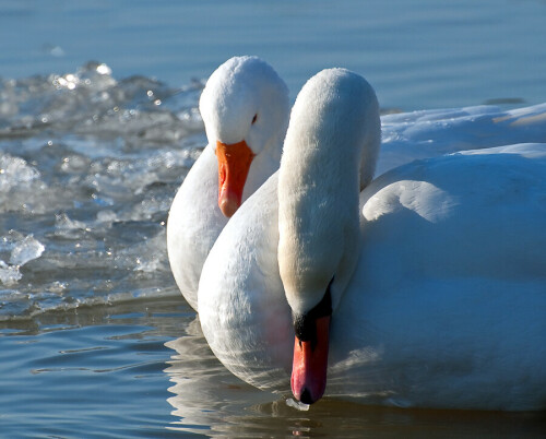 Freundschaft zwischen Gans und zwei Schwänen. In einer längeren Bilderserie zeigte sich, dass Gans und Schwan die gleichen Kopfbewegungnen machten; wie hier: nach unten gucken.

Aufnameort: Mittellandkanal in Hannover
Kamera: Nikon D 90