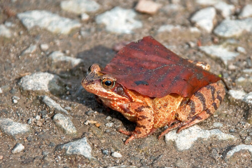 Der Grasfrosch bewegte sich langsam über einen Waldweg. Das Blatt rutschte nicht von seinem Rücken

Aufnameort: Hannover (Eilenriede)
Kamera: Nikon D 90