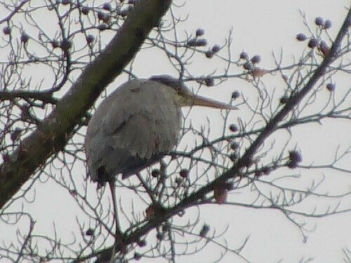 graureiher-ardea-cinerea-l-1758-8942.jpeg