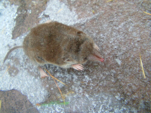 hausspitzmaus-crocidura-russula-hermann-1780-9674.jpeg