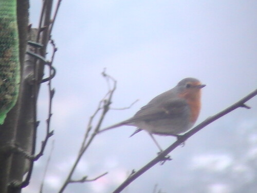 Ein ziemlich volkstümlicher Vogel
http://de.wikipedia.org/wiki/Rotkehlchen

Aufnameort: Eiershausen Garten
Kamera: Medion digitaler Full-HD-Camcorder mit Touchscreen