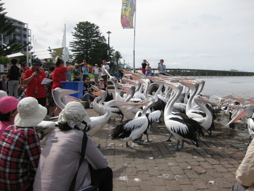 Pelikane sind die Touristenattraktion von The Entrance

Aufnameort: The Entrance, NSW, Australien, 2012
