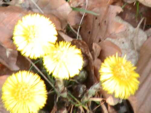 Der Huflattich gilt auch als Heilpflanze.
http://de.wikipedia.org/wiki/Huflattich

Aufnameort: Eiershausen Hirschbergwald
Kamera: Medion digitaler Full-HD-Camcorder mit Touchscreen