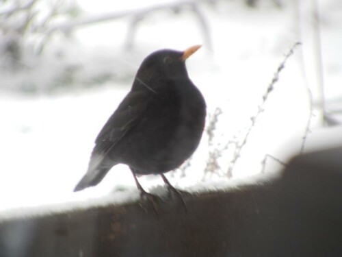 "Besuch" einer Amsel im Winter
http://de.wikipedia.org/wiki/Amsel

Aufnameort: Eiershausen Garten
Kamera: Medion digitaler Full-HD-Camcorder mit Touchscreen