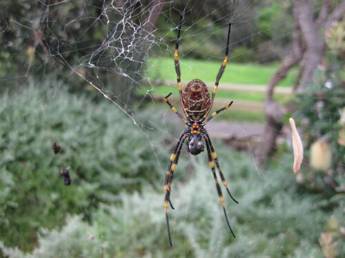 Spinne beim Netzbau

Aufnameort: Sydney, Australien, 2012
