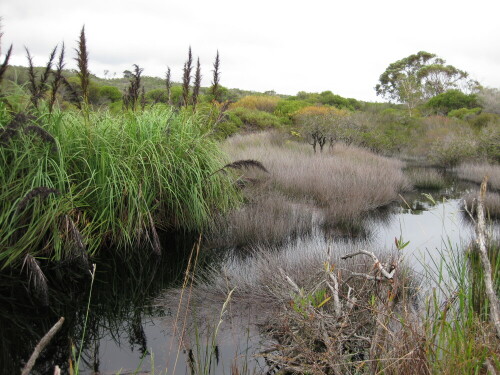 manly-wetlands-8001.jpeg