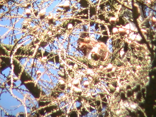 Ein guter Beobachtungs- wie Fressplatz hier oben - noch im Sommerfell.
http://de.wikipedia.org/wiki/Eichh%C3%B6rnchen

Aufnameort: Eiershausen Hirschbergwald
Kamera: Medion digitaler Full-HD-Camcorder mit Touchscreen