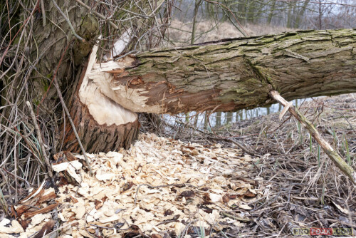 Aktuell beobachte ich die Rückkehr der Biber nach ca. 100 Jahren im Spreewald. Die Heimkehr wird mit gemischten Gefühlen begleitet – eine Seite zählt die Biber (im Volksmund «Meister Bockert» genannt) und die andere die Fraßspuren des größten europäischen Nagetiers.

Aufnameort: Unterer Spreewald
