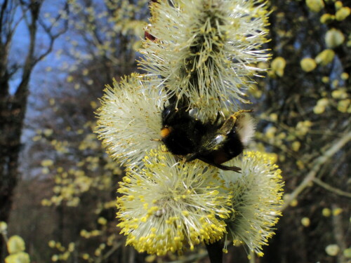 fruhling-v-weidenblute-mit-erdhummel-13619.jpeg