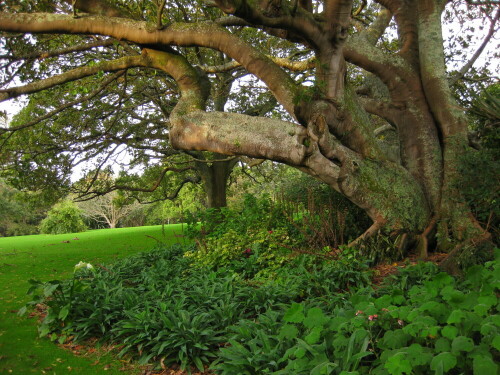 Die Domain ist Aucklands ältester Stadtpark und v.a. für ihren Baumbestand bekannt.

Aufnameort: Auckland, Neuseeland
