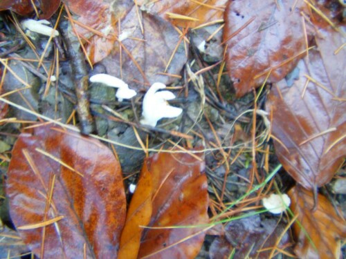 Ein saprobiontischer Pilz, der auf dem Boden oder gelegentlich auch an morschem Holz hervortreten kann.
https://de.wikipedia.org/wiki/Keulenpilze

Aufnameort: Roth östlich der Baumschule Knöbel
Kamera: Canon EOS 700D