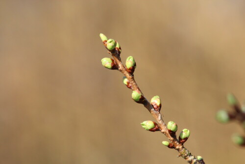 Die Knospen unseres Kirschbäumchens laden zum Meditieren ein

Aufnameort: Marburg, Garten An der Zahlbach 19, 25.03.2012
Kamera: Canon EOS 600D, 1/200; 11,0; 250,0mm; ISO 400